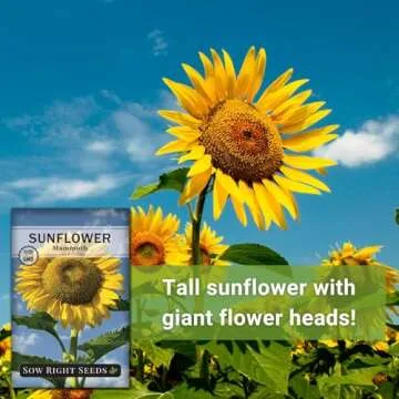 Sow Right Seeds - Mammoth Sunflower Seeds to Plant - Grow Giant Sunflowers in Your Garden - Non-GMO Heirloom Seeds for Planting an Outdoor Garden - Bright Yellow Blooms - Attract Bees and Birds (1)