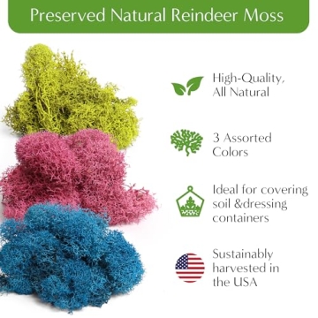 DIY Terrarium Starter Kit for All Ages - Handcrafted in USA