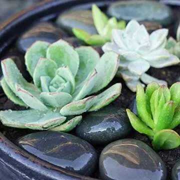 Mexican Beach Pebbles for Garden Design - Natural 20lbs