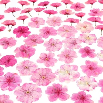 48 Pcs Mix Cherry Blossom Natural Dried Pressed Flowers for Cake Decorating, Real Dry Flower for Res...