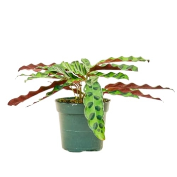 Rattlesnake Calathea Easy Care Indoor Plant