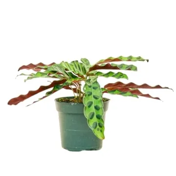 Rattlesnake Calathea Easy Care Indoor Plant