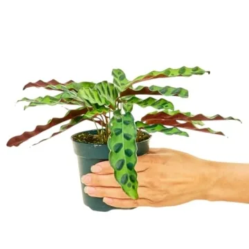 Rattlesnake Calathea Easy Care Indoor Plant