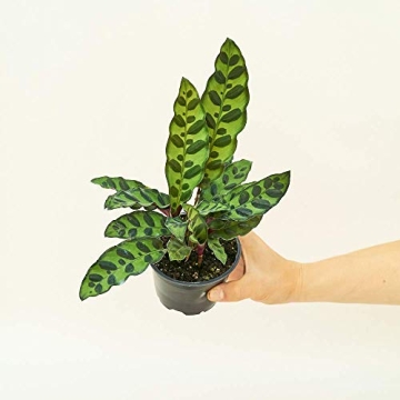 Rattlesnake Calathea Easy Care Indoor Plant