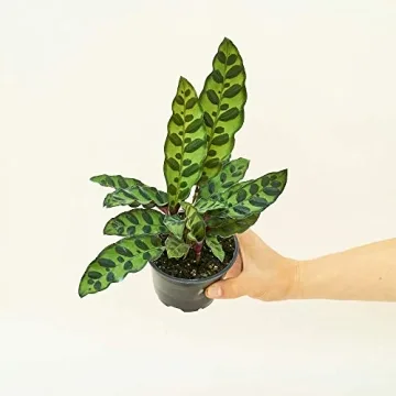 Rattlesnake Calathea Easy Care Indoor Plant