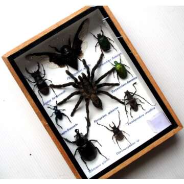 REAL MIXS Very Rare Insect Taxidermy Set in Elegant Display Boxes for Collectors