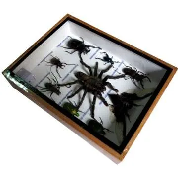 Unique Rare Insect Taxidermy Set for Collectors