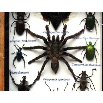 Unique Rare Insect Taxidermy Set for Collectors