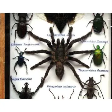 Unique Rare Insect Taxidermy Set for Collectors