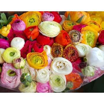 White French Peony Ranunculus - 12 Premium Corms for Stunning Blooms