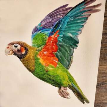 PHOENIX Artist Grade Watercolor Paint Set 12 Colors Half Pans