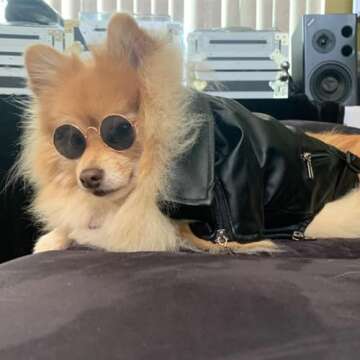 Cool Dog Leather Jacket Coat Clothes,Halloween Rock Star Costume for Small Medium Dogs(M, Black)