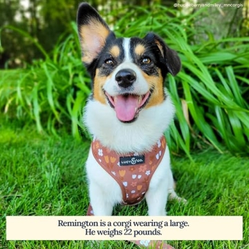 Stylish Reversible Dog Harness for All Breeds | Lucy & Co.