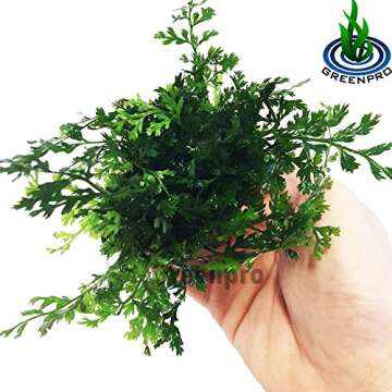 Bolbitis Difformis Baby Leaf Fern Potted Live Aquarium Plants for Freshwater Fish Tank by Greenpro