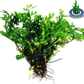 Bolbitis Difformis Baby Leaf Fern Potted Live Aquarium Plants for Freshwater Fish Tank by Greenpro