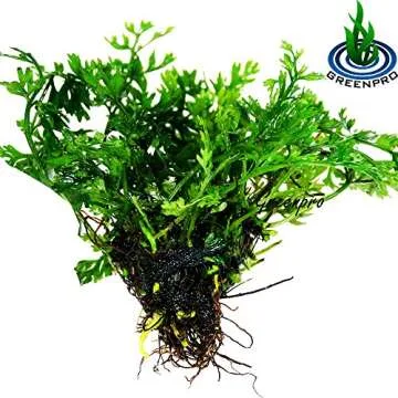 Bolbitis Difformis Baby Leaf Fern Potted Live Aquarium Plants for Freshwater Fish Tank by Greenpro