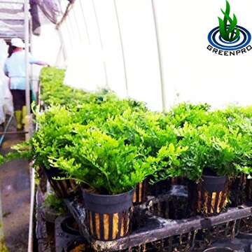 Bolbitis Difformis Baby Leaf Fern Potted Live Aquarium Plants for Freshwater Fish Tank by Greenpro