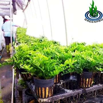 Bolbitis Difformis Baby Leaf Fern Potted Live Aquarium Plants for Freshwater Fish Tank by Greenpro