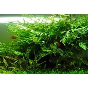 Bolbitis Difformis Baby Leaf Fern Potted Live Aquarium Plants for Freshwater Fish Tank by Greenpro