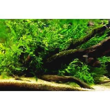 Bolbitis Difformis Baby Leaf Fern Potted Live Aquarium Plants for Freshwater Fish Tank by Greenpro