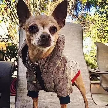 HQREA Dog Hoodie Luxury Dog Clothes Winter Dog Jacket Classic Designer Small Dog Coats Warm Pet Dog Coat Zipper Design Easy On/Off French Bulldog Teddy Pug Puppy Clothes(S)