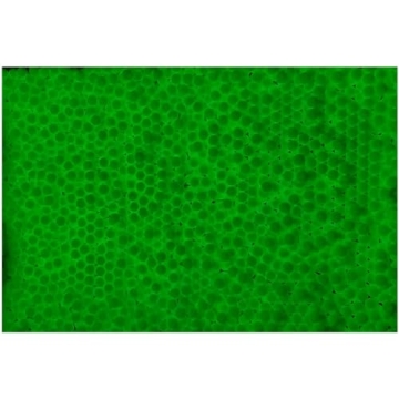 Lancer Tactical Green Glow Airsoft BBs for Night Games