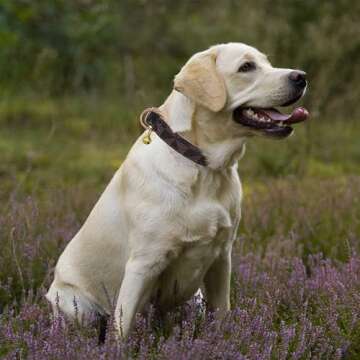 Dog Leather Collar and 4 ft Leash, KUDES Adjustable Basic Collar with Bell Leather Pet Leash Set, Checkered Pattern Durable Leather Collar and Leash with Metal Buckle for Small Medium Large Dogs