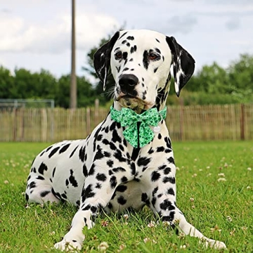 Stylish UP URARA PUP St. Patrick's Dog Collar with Bowtie
