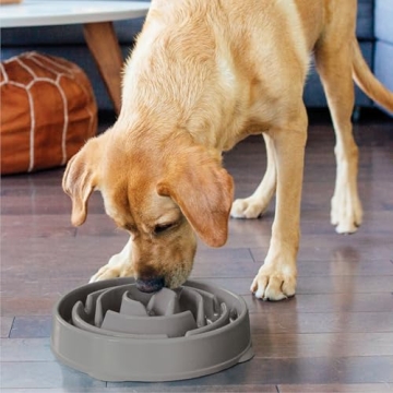 Outward Hound Slo Bowl for Healthy Dog Eating