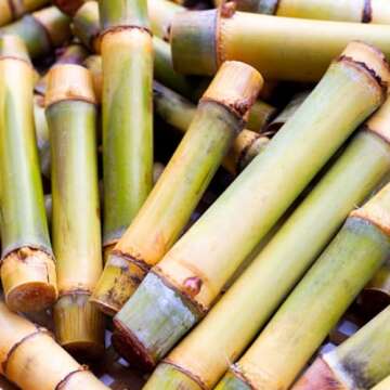 Pure Original Bamboo Extract Powder - Non-GMO Herbal Supplement