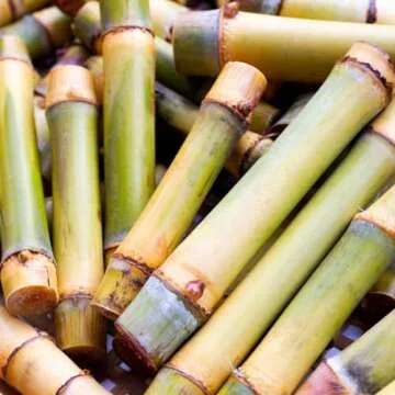 Pure Original Bamboo Extract Powder - Non-GMO Herbal Supplement