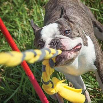 Tether Tug Kit | Ideal Interactive Toy for Small Dogs