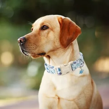 Dinosaur Dog Collar Adjustable for Small Dogs