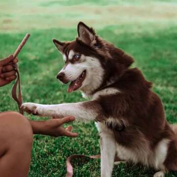 Dog Treat Naturals Salmon & Mango Superfood Sticks for Dogs | All-Natural Premium Training Dog Treats | Contains Turmeric for Joint Health | Made with Real Salmon & Mango | Made in USA | 10 Ounces