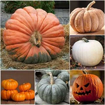 Seed Needs Spooky Blend Pumpkin Seeds 30 Non-GMO Heirloom Seeds