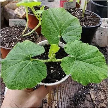 Seed Needs Spooky Blend Pumpkin Seeds 30 Non-GMO Heirloom Seeds