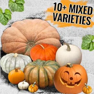 Seed Needs Spooky Blend Pumpkin Seeds 30 Non-GMO Heirloom Seeds