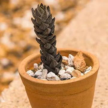 Horticultural Bonsai Pumice Succulent and Cactus Plants Garden Turface Pumice Gravel Rocks Tree Soil Additive Faster Draining Blend, Optimal Drainage, Improves Soil Aeration and Promotes Root 2.5 L
