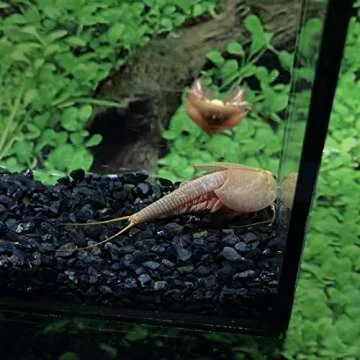 GreenWaterFarm Triops Eggs for Hatching – Educational Fun