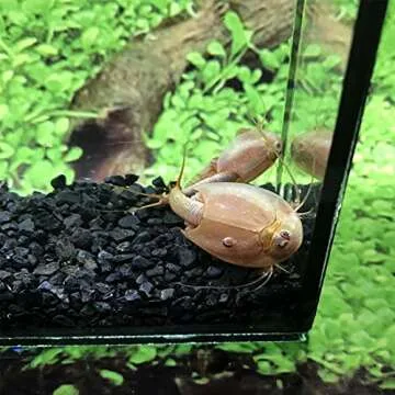 GreenWaterFarm Triops Eggs for Hatching – Educational Fun