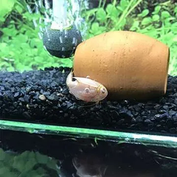 GreenWaterFarm Triops Eggs for Hatching – Educational Fun