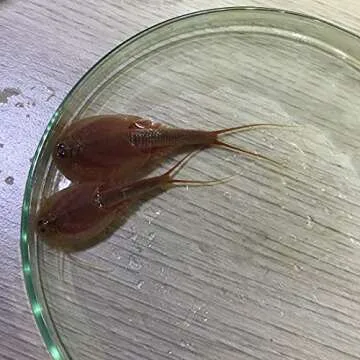 GreenWaterFarm Triops Eggs for Hatching – Educational Fun