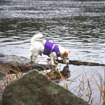 Hurtta Life Savior, Dog Life Vest/Jacket, Orange, 40-80lb