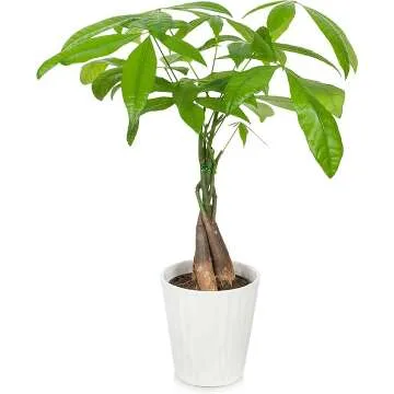 Money Tree 5" Plant in White Pot by Plants & Blooms