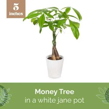 Money Tree 5" Plant in White Pot by Plants & Blooms