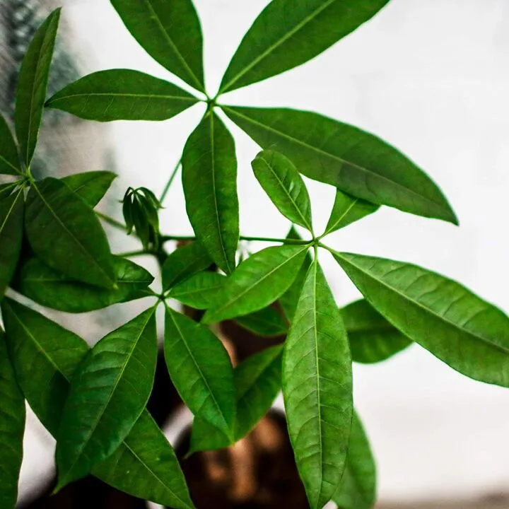 Money Tree 5" Plant in White Pot by Plants & Blooms