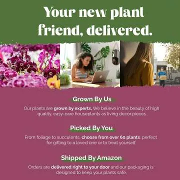 Money Tree 5" Plant in White Pot by Plants & Blooms