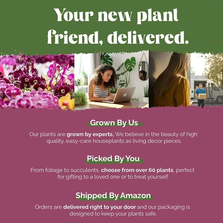 Money Tree 5" Plant in White Pot by Plants & Blooms