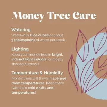 Money Tree 5" Plant in White Pot by Plants & Blooms