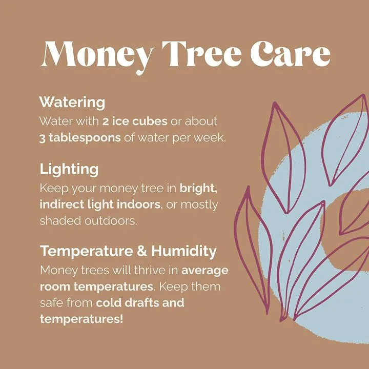 Money Tree 5" Plant in White Pot by Plants & Blooms